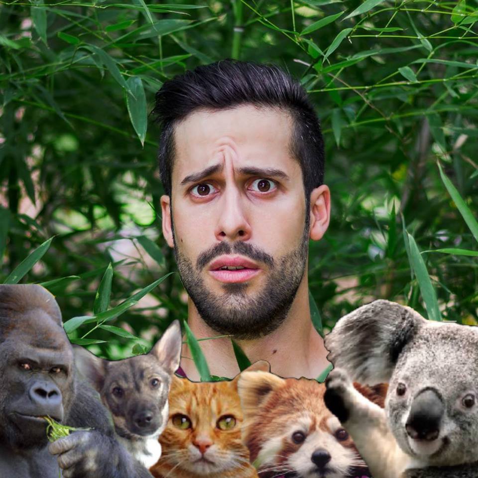 Gatti veterani? Ma fammi ridere…