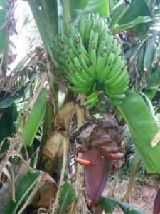 banane valle dell'oreto