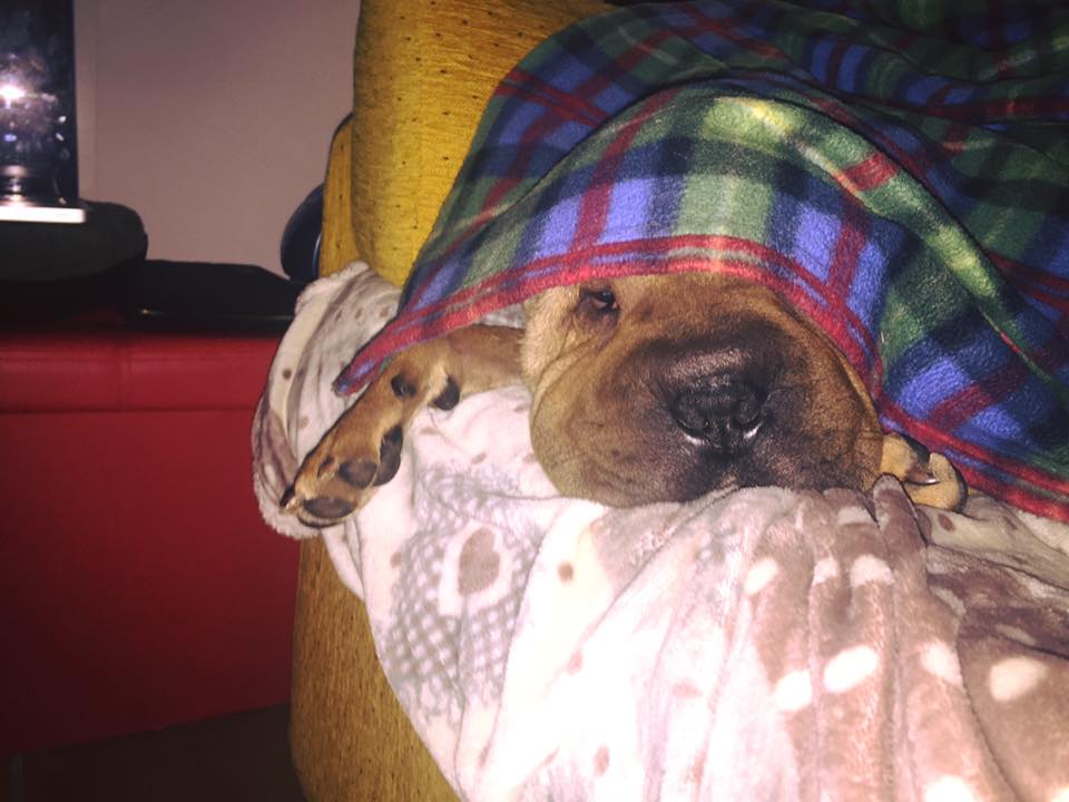 Il mio cane è leggenda