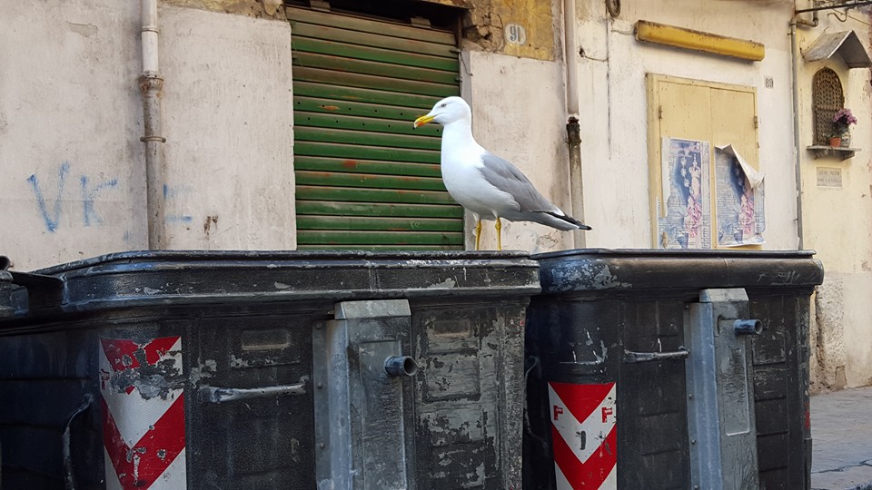 Gabbiani, è emergenza a Palermo