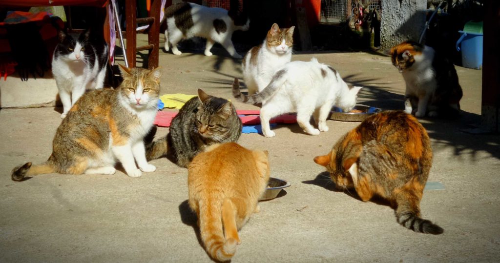 Gatti a Palermo: la vita del rifugio “Pola Narzisi”