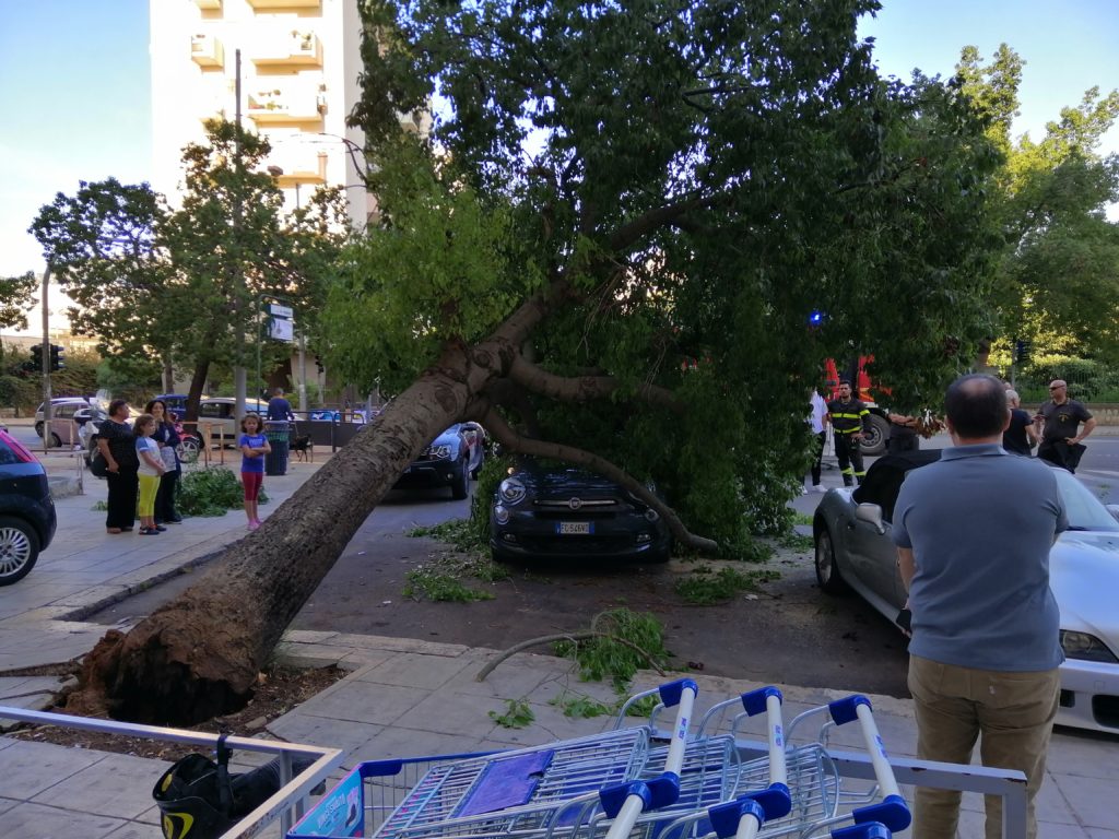 Palermo e l’albero che poteva uccidere